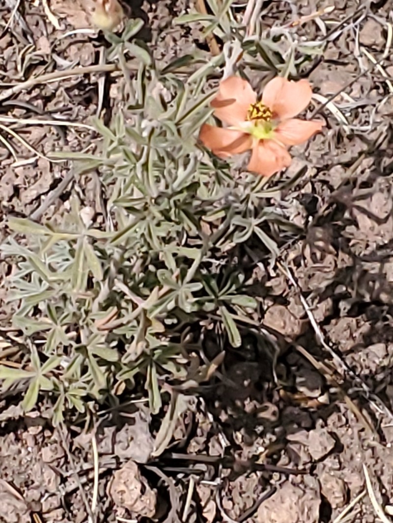Juniper Globemallow photo 3