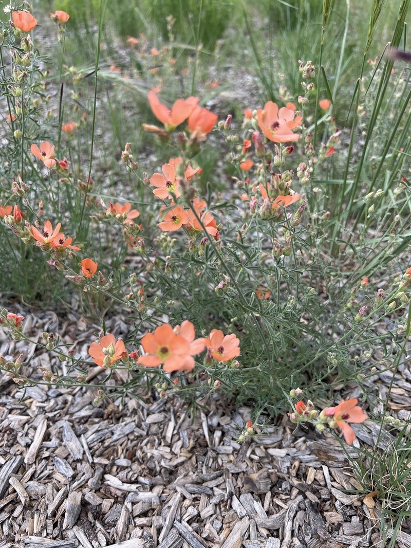 Juniper Globemallow photo 4