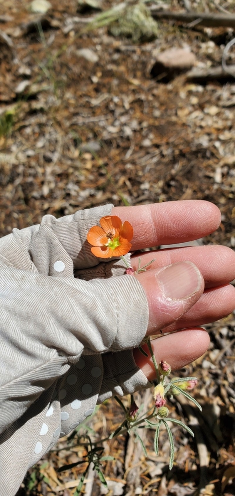 Juniper Globemallow photo 5