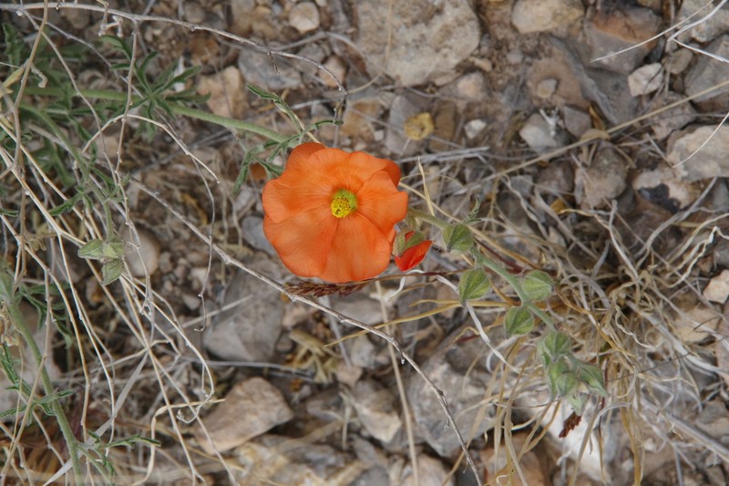 Juniper Globemallow photo 6