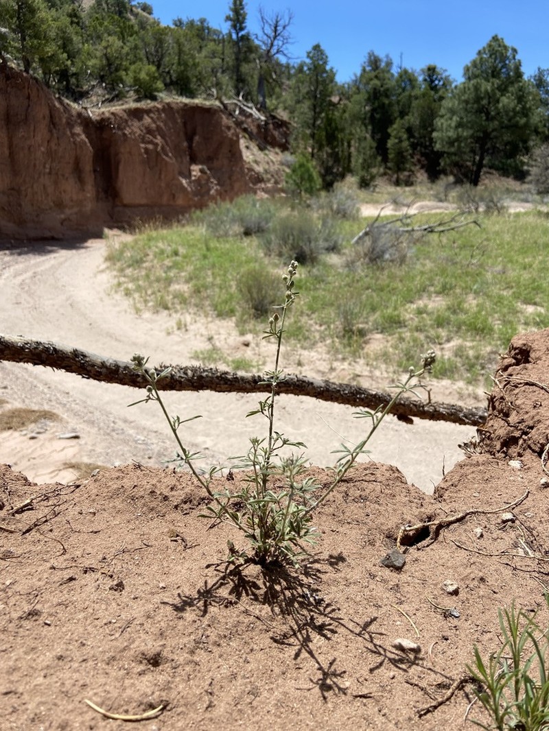Juniper Globemallow photo 7