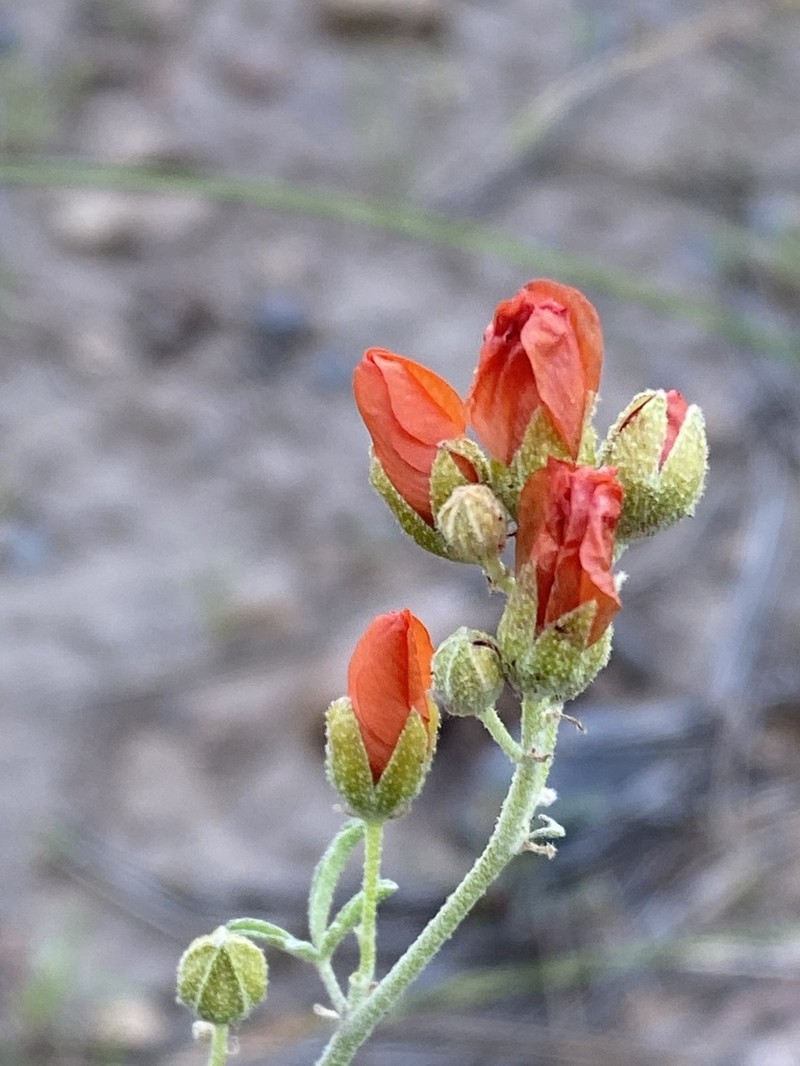 Juniper Globemallow photo 8