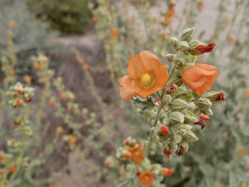 Emory's Globemallow photo 3