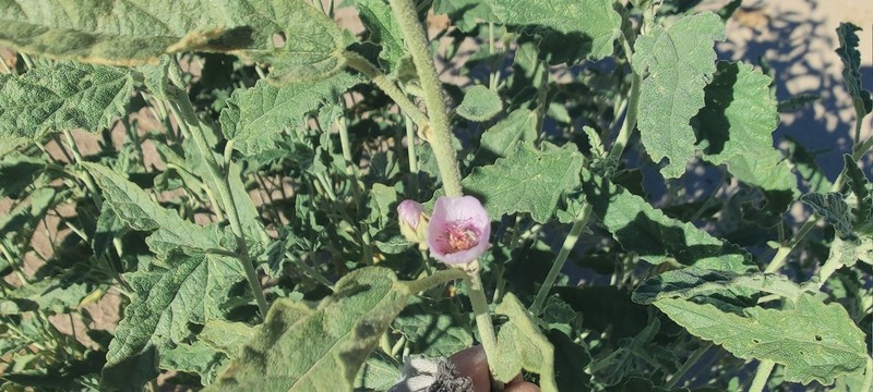 Emory's Globemallow photo 4