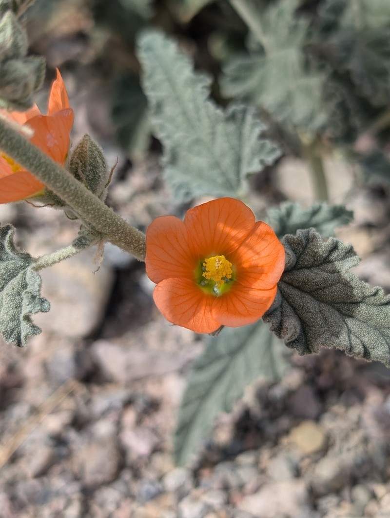 Emory's Globemallow photo 5