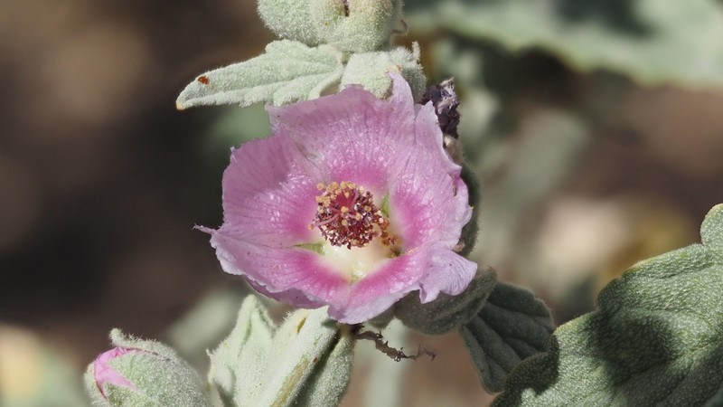 Emory's Globemallow photo 6