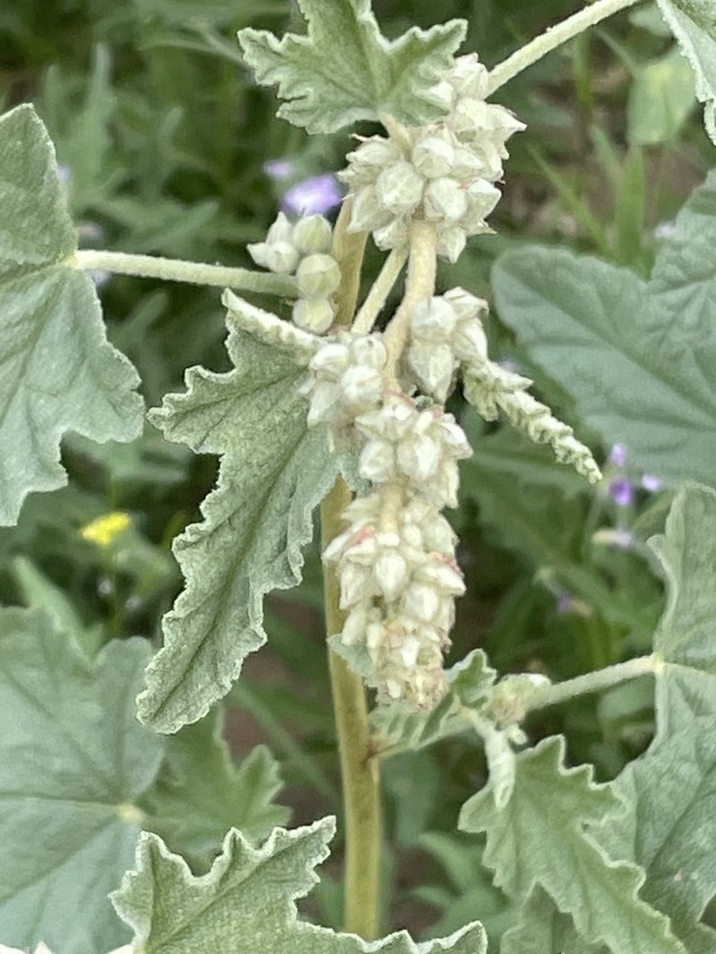 Emory's Globemallow photo 7