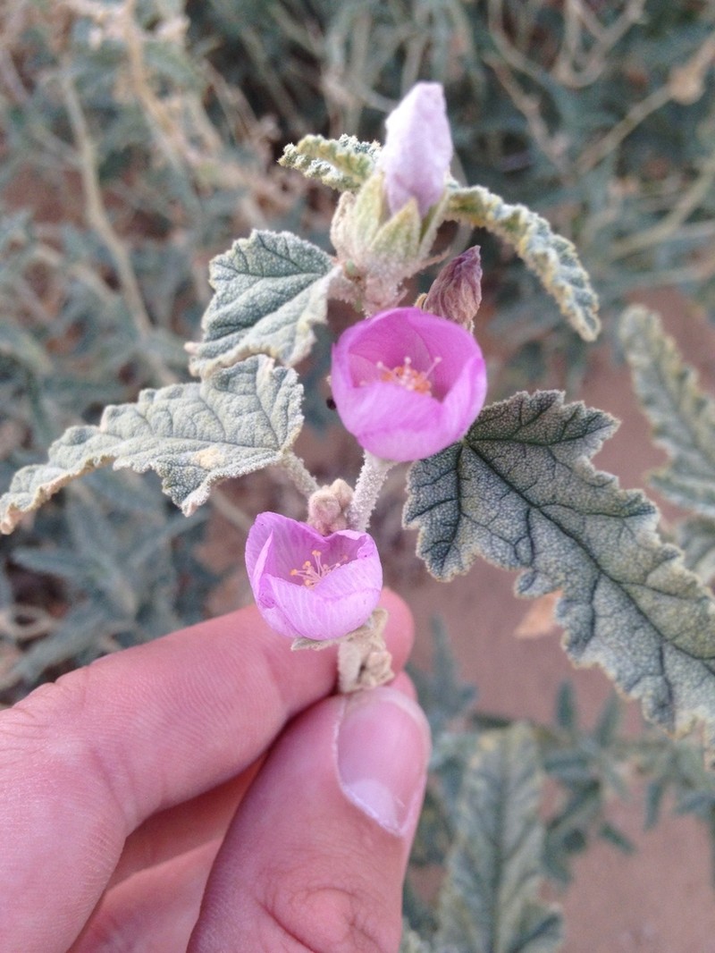 Emory's Globemallow photo 8