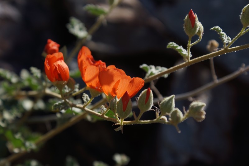 Emory's Globemallow photo 4