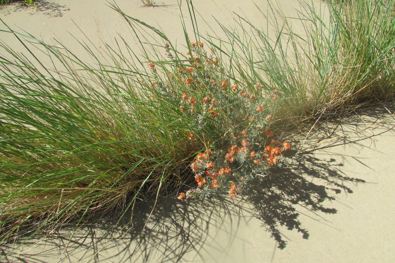 Emory's Globemallow photo 5