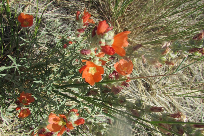 Emory's Globemallow photo 6