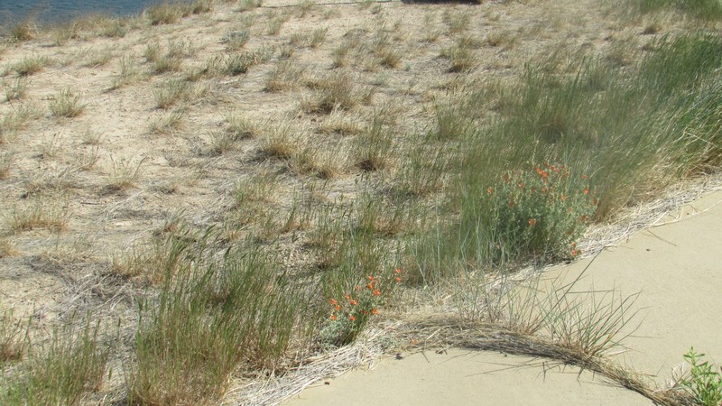 Emory's Globemallow photo 7