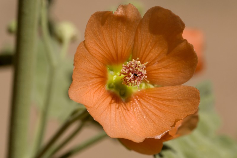Emory's Globemallow photo 3
