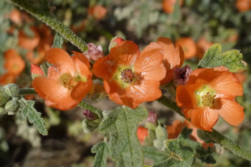 Emory's Globemallow