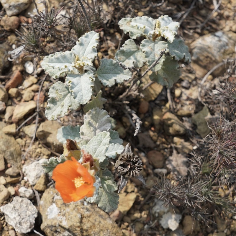 Sphaeralcea endlichii