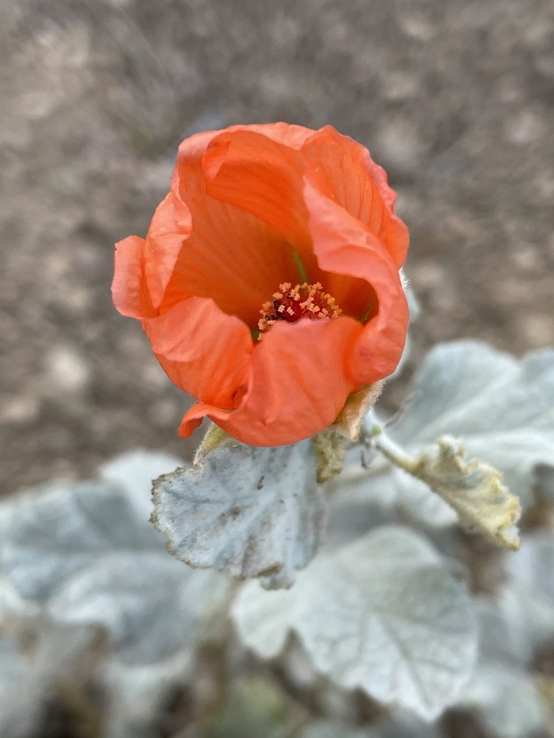 Sphaeralcea endlichii photo 2