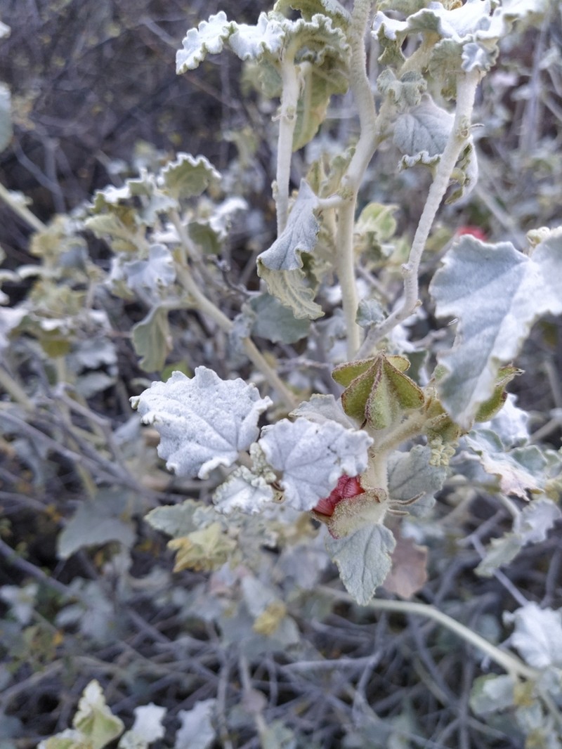 Sphaeralcea endlichii photo 3