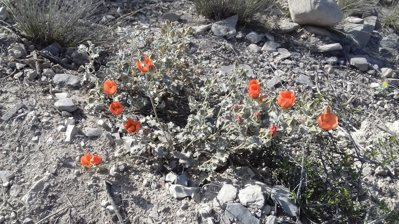 Sphaeralcea endlichii photo 5