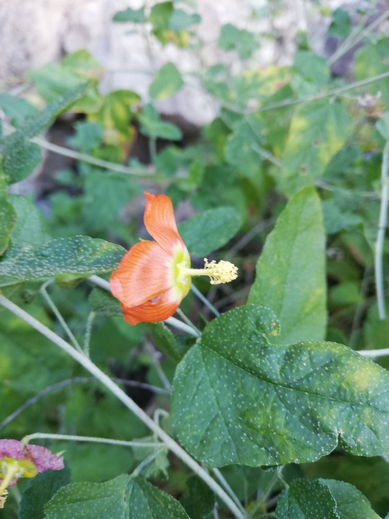 Sphaeralcea endlichii photo 6