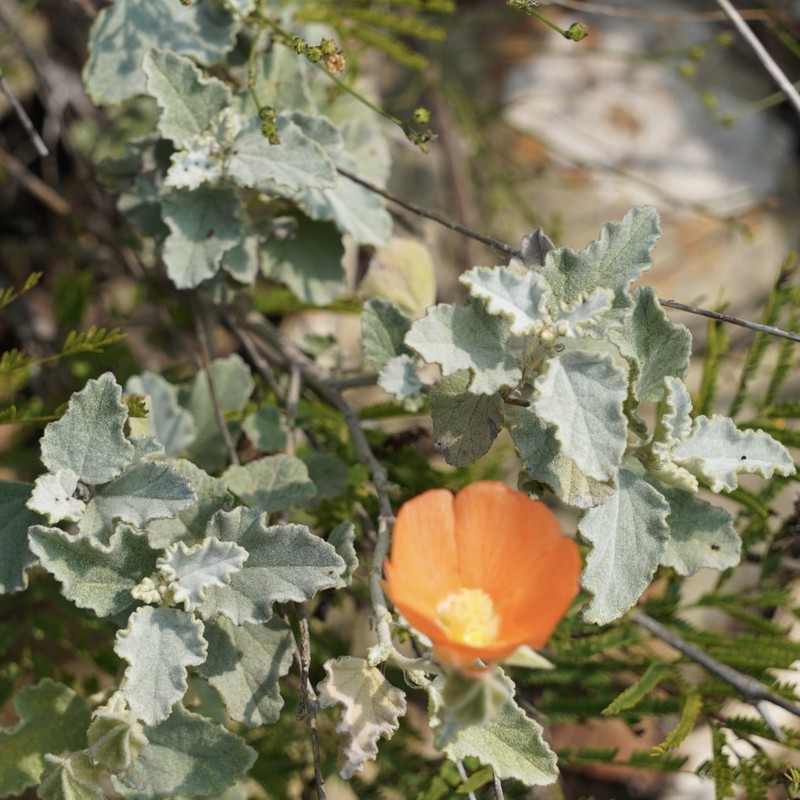 Sphaeralcea endlichii photo 7