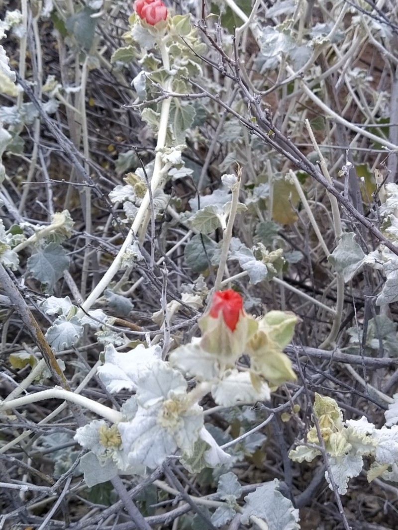 Sphaeralcea endlichii photo 8