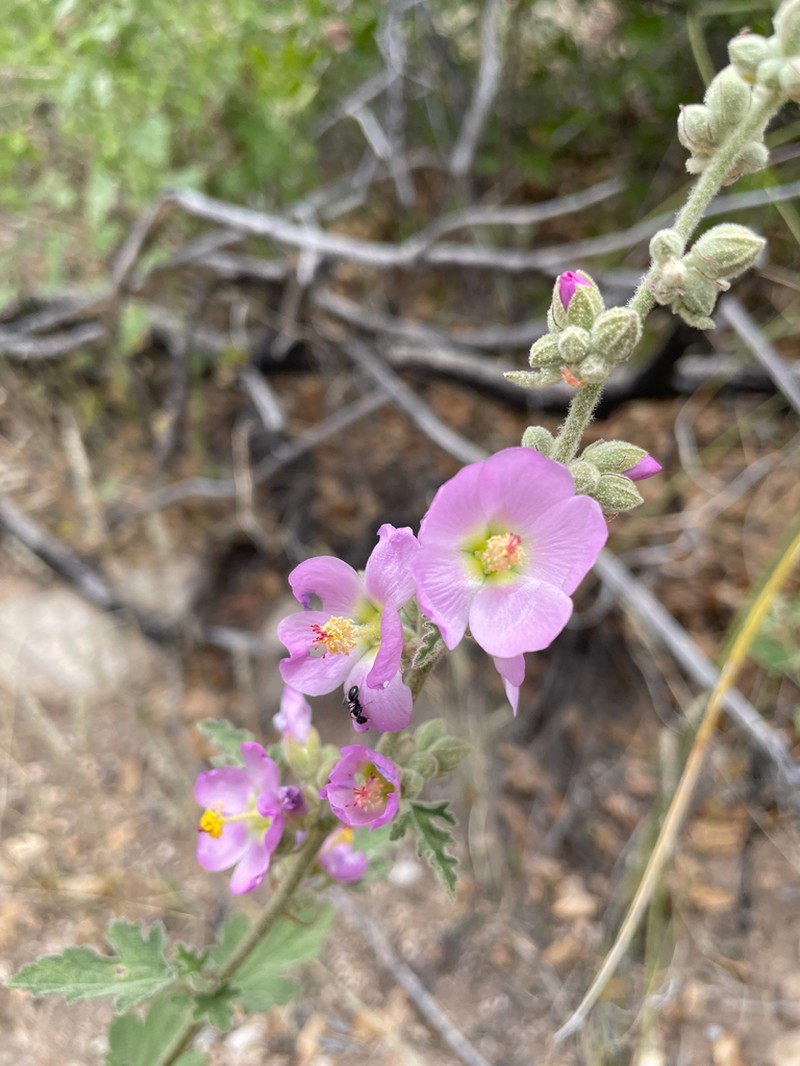 Fendler's Globemallow