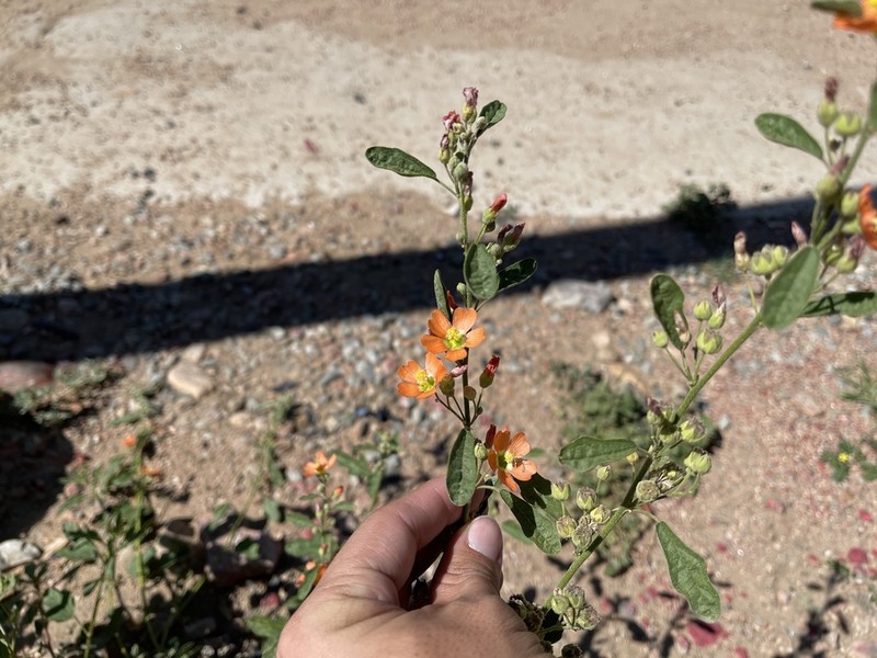 Fendler's Globemallow photo 2