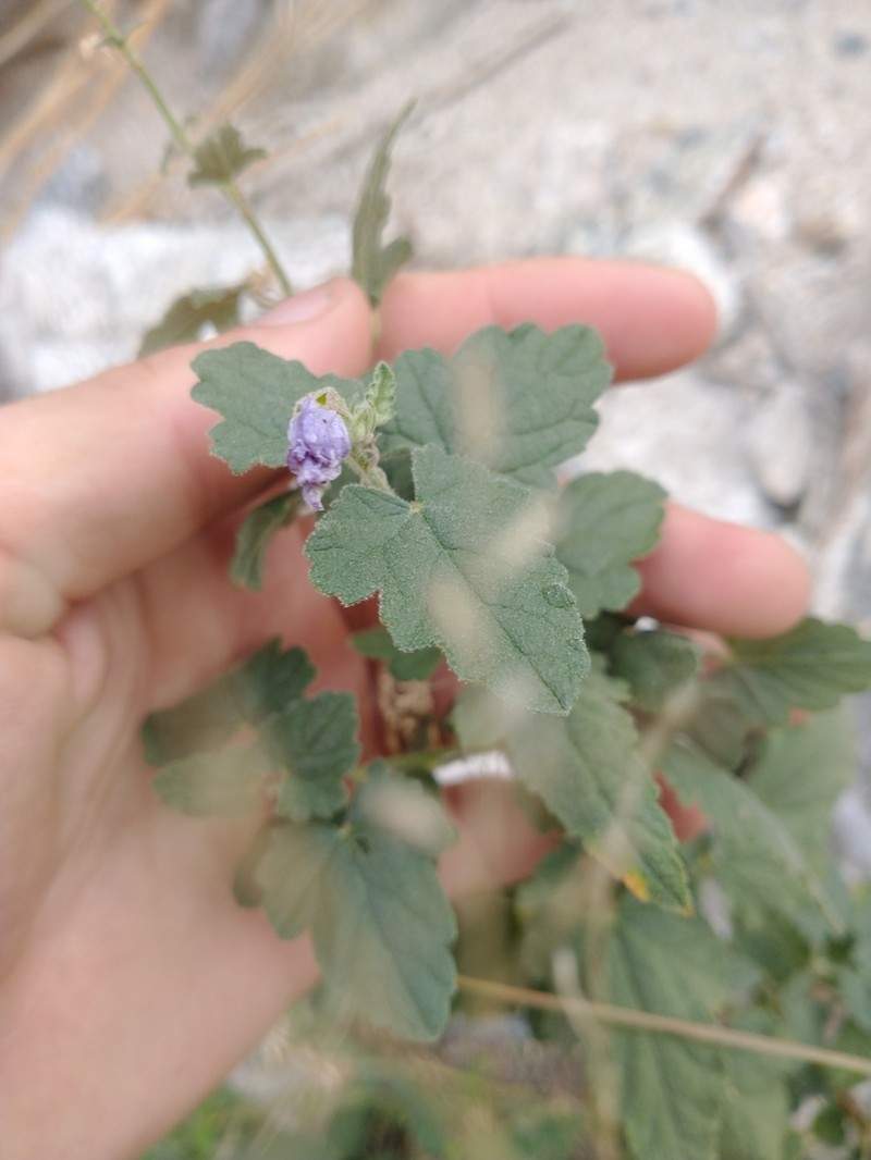 Fendler's Globemallow photo 3