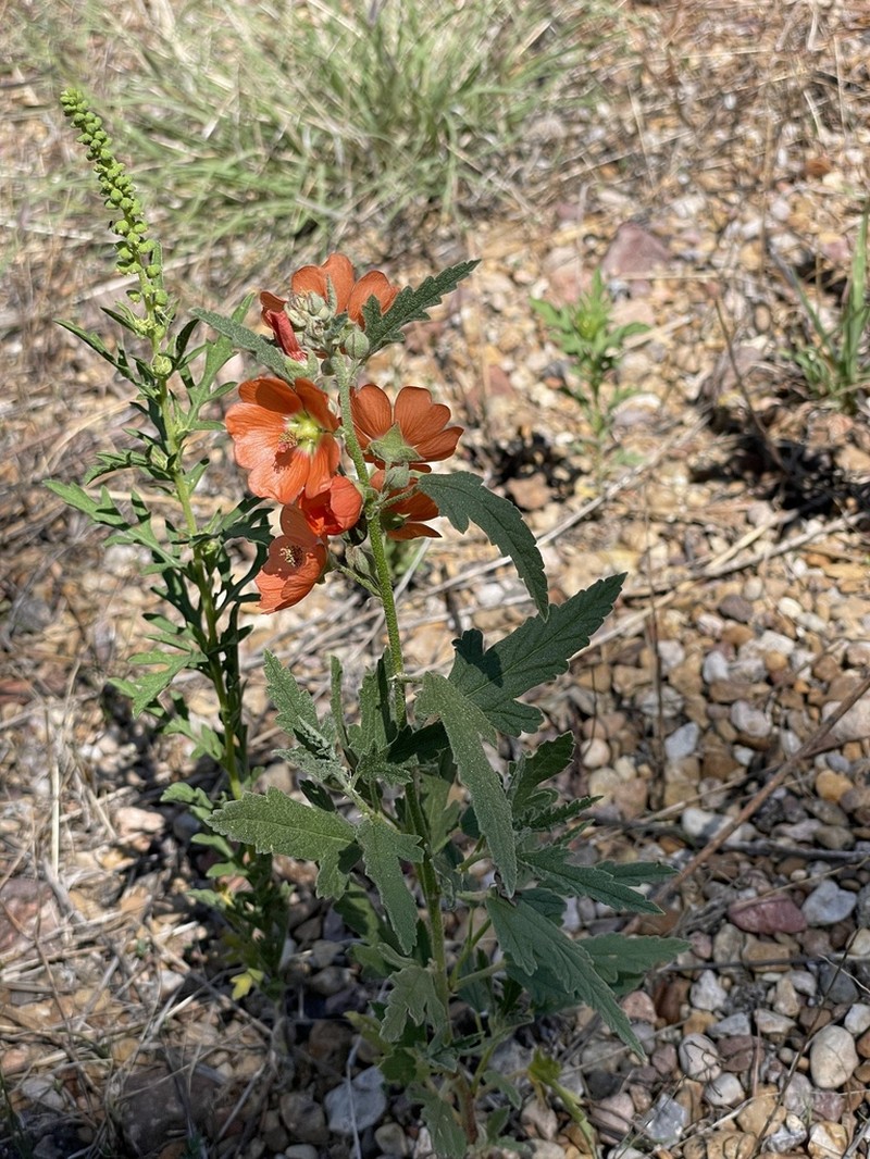 Fendler's Globemallow photo 4