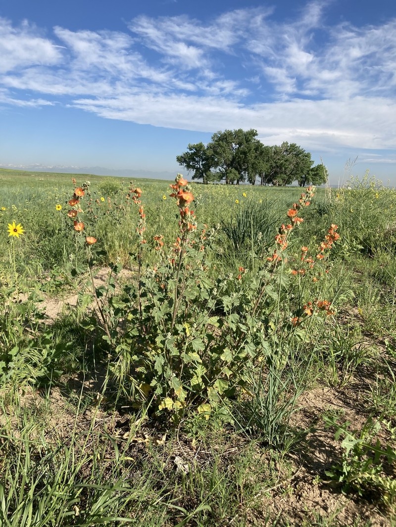 Fendler's Globemallow photo 5