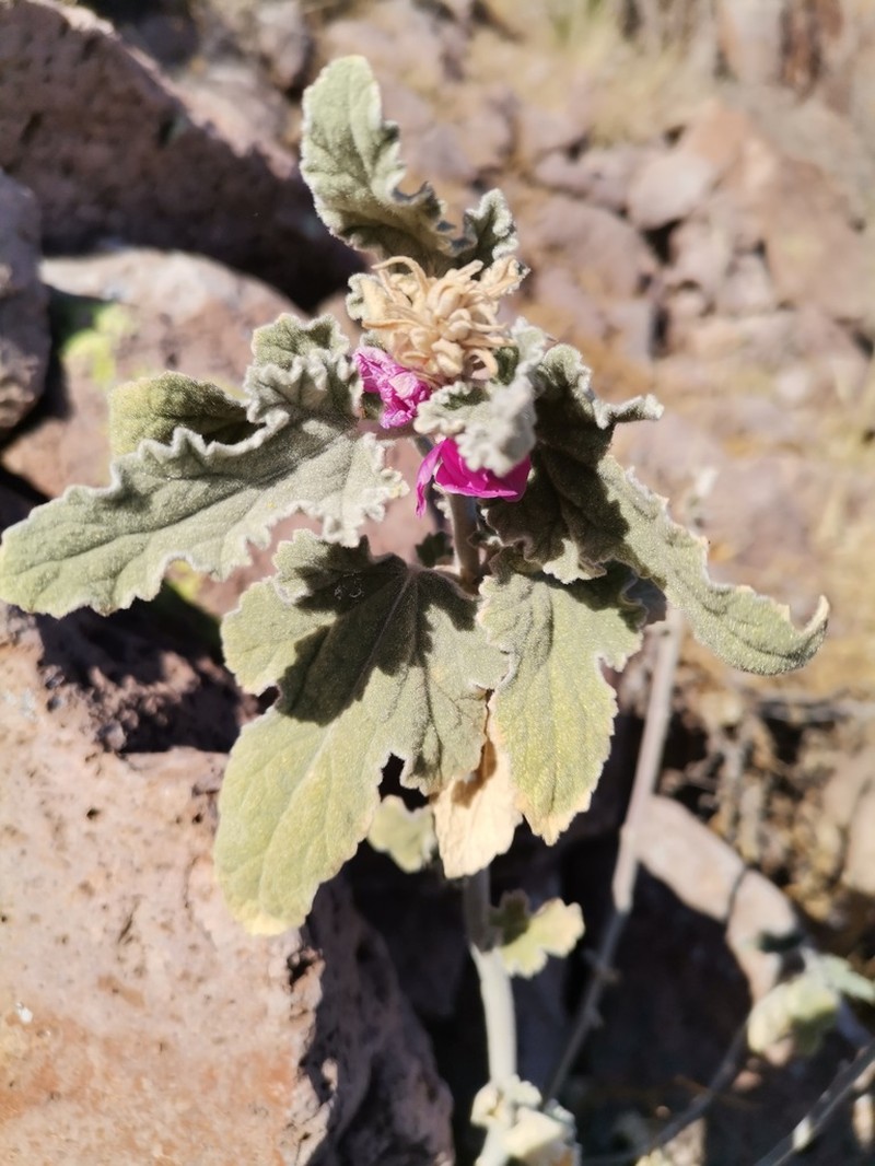 Fendler's Globemallow photo 7