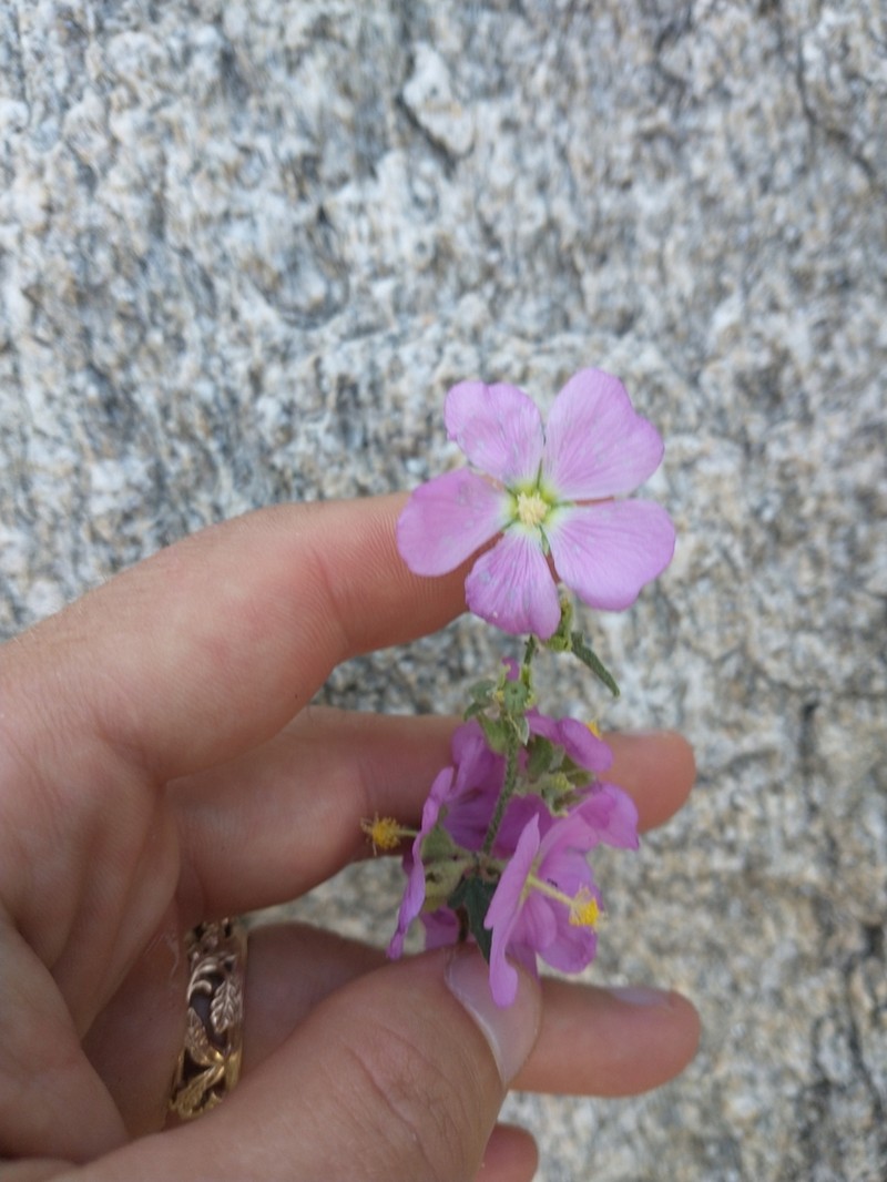 Fendler's Globemallow photo 8