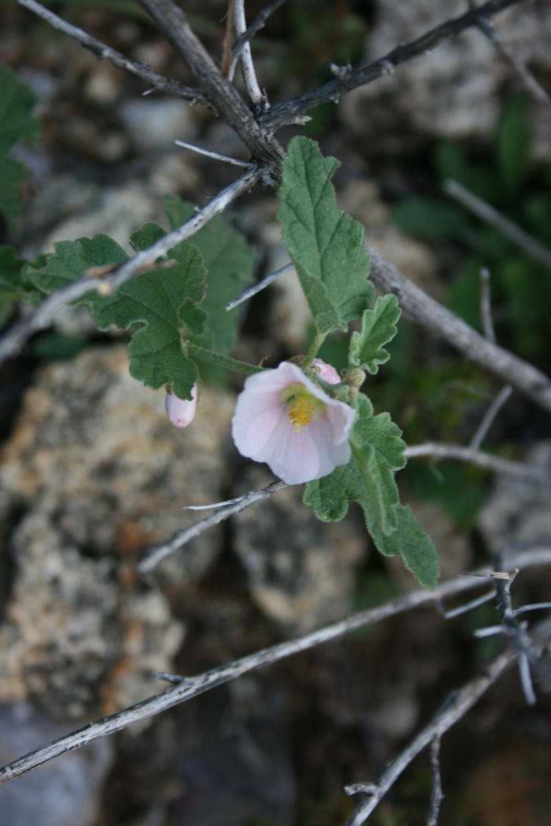 Sphaeralcea fendleri var. albescens