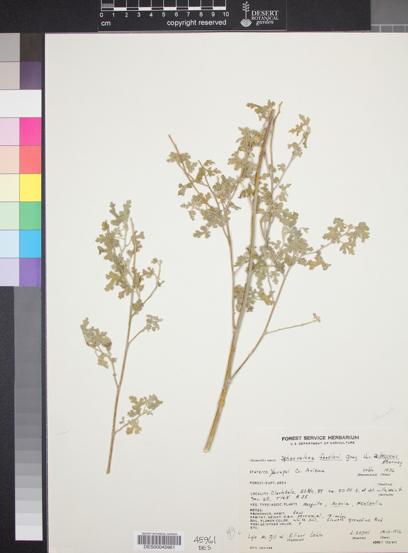 Sphaeralcea fendleri var. albescens photo 2
