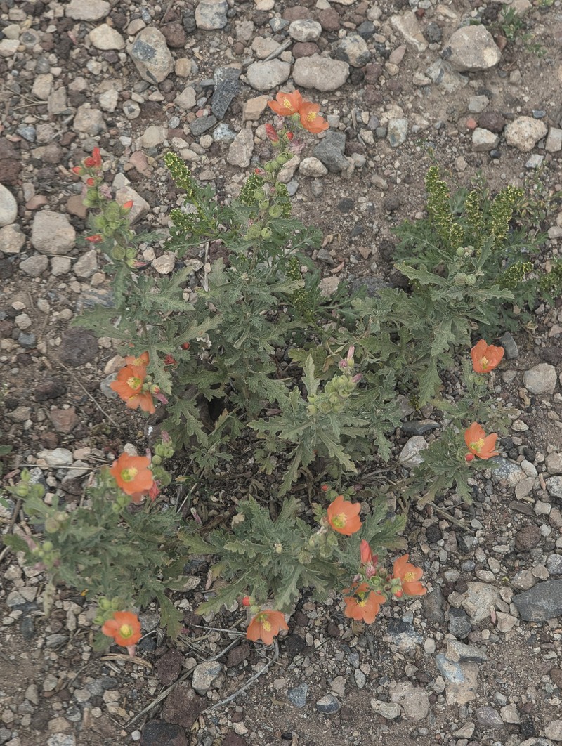 Sphaeralcea fendleri var. fendleri