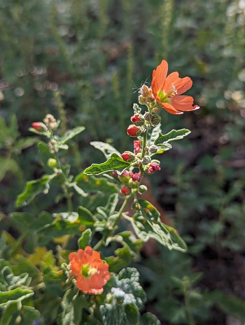 Sphaeralcea fendleri var. fendleri photo 2
