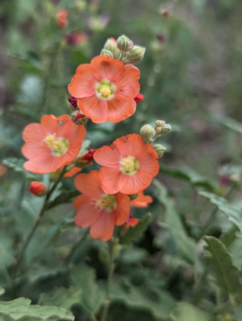 Sphaeralcea fendleri var. fendleri photo 3