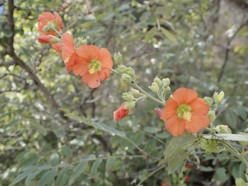 Sphaeralcea fendleri var. fendleri photo 6