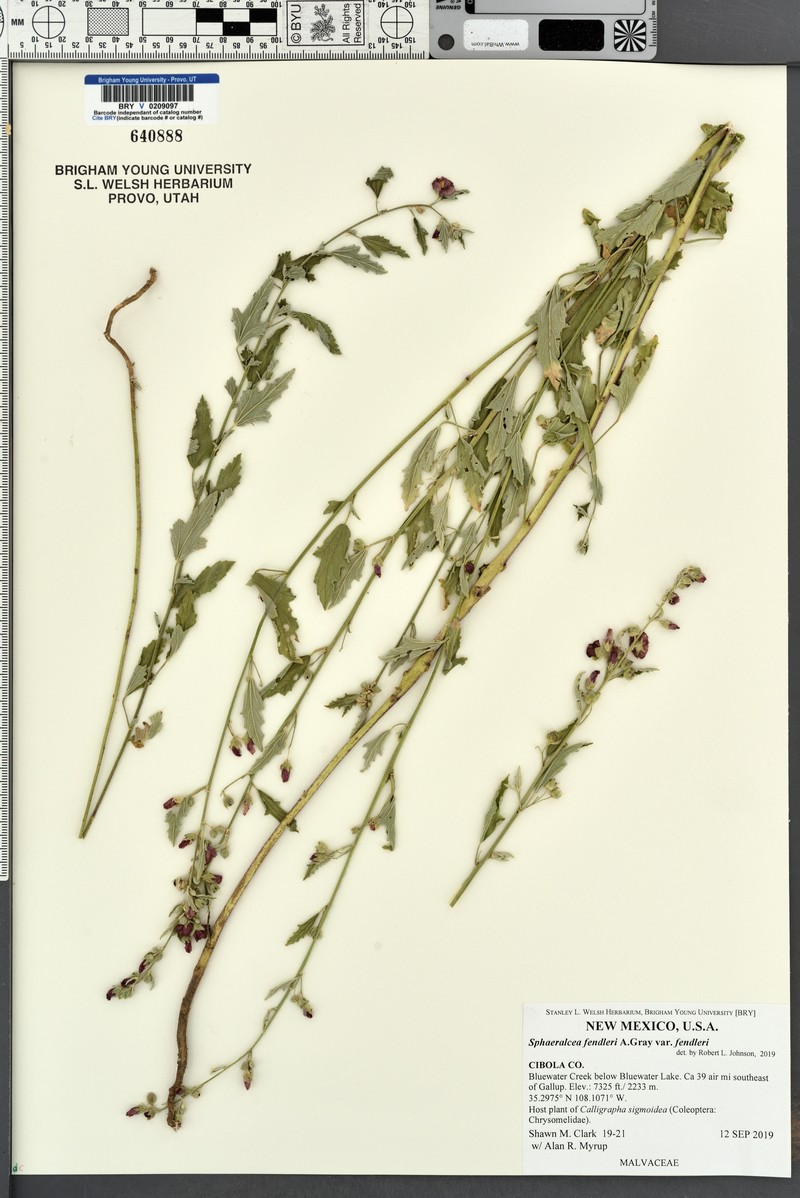 Sphaeralcea fendleri var. fendleri photo 7