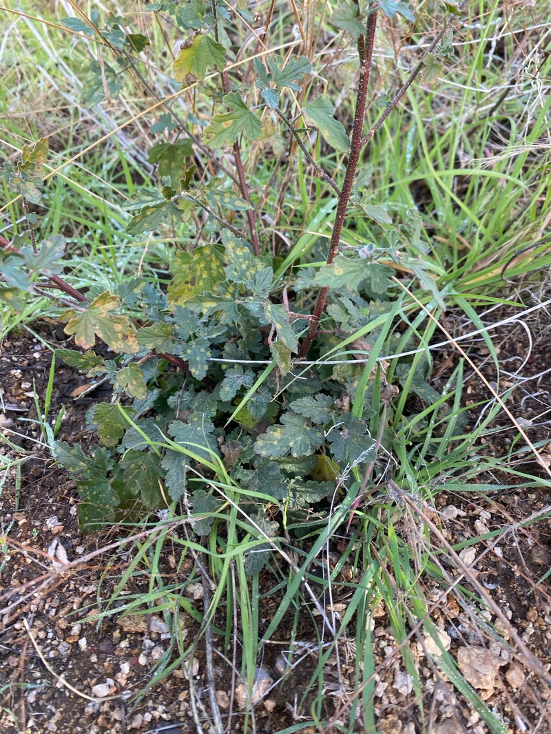 Sphaeralcea fendleri var. venusta