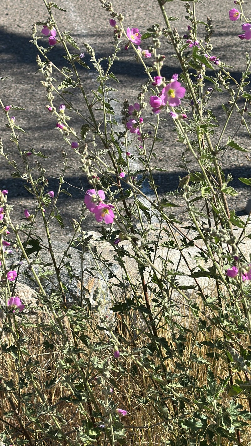 Sphaeralcea fendleri var. venusta photo 2