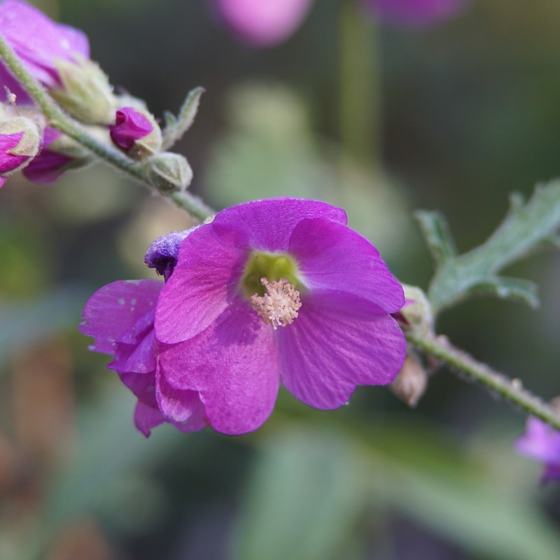 Sphaeralcea fendleri var. venusta photo 3