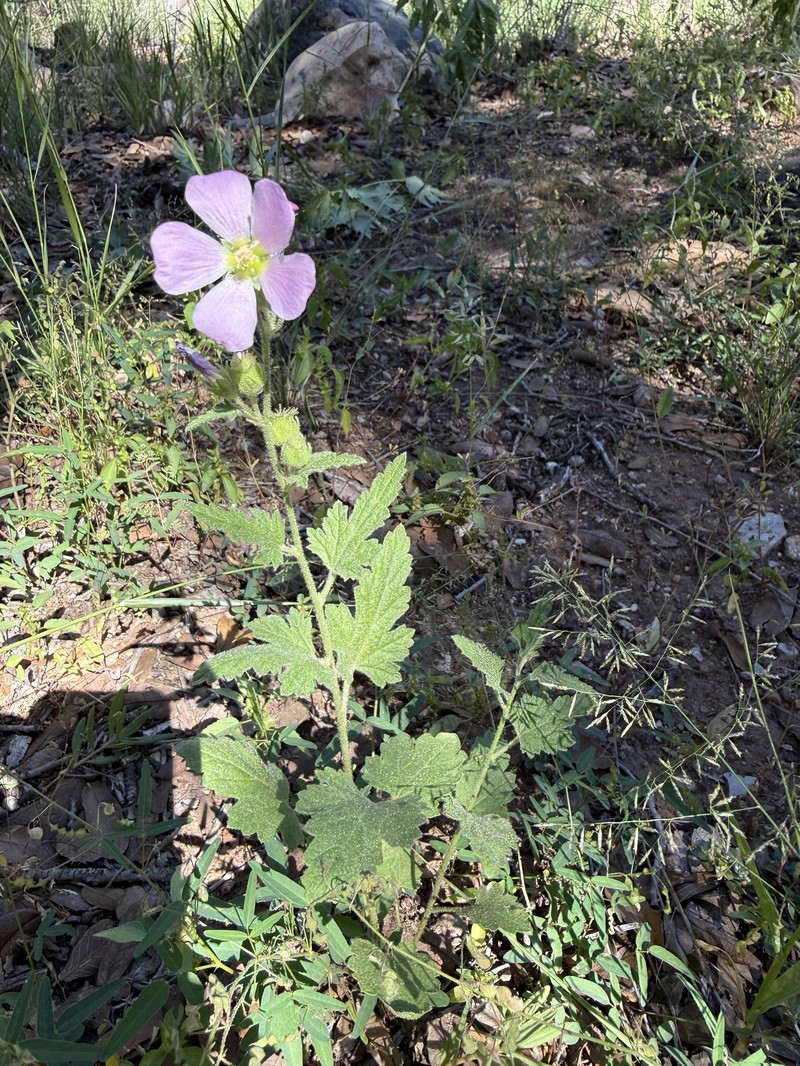 Sphaeralcea fendleri var. venusta photo 4