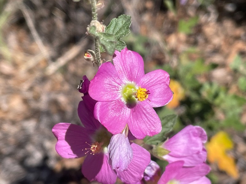 Sphaeralcea fendleri var. venusta photo 5