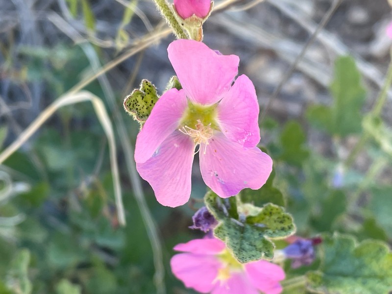 Sphaeralcea fendleri var. venusta photo 6