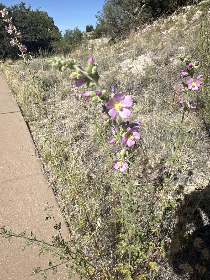 Sphaeralcea fendleri var. venusta photo 7