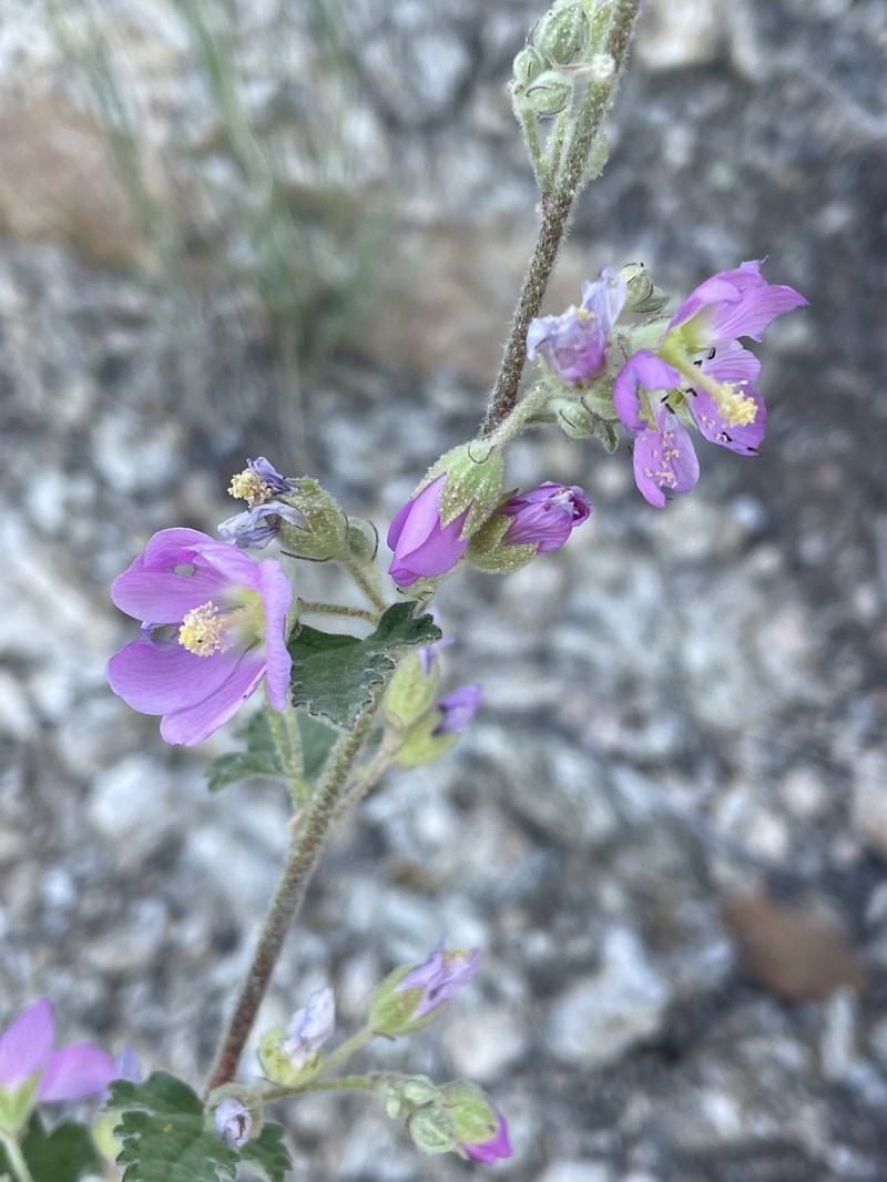 Sphaeralcea fendleri var. venusta photo 8