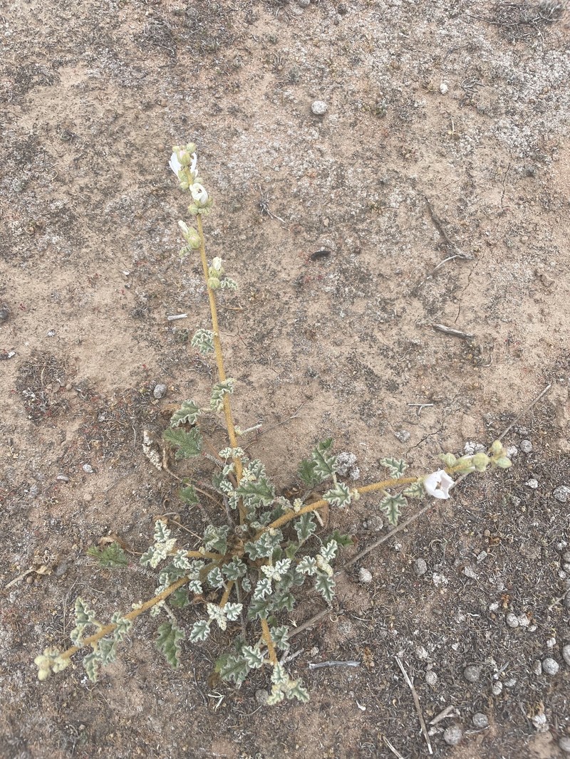 Sphaeralcea fulva