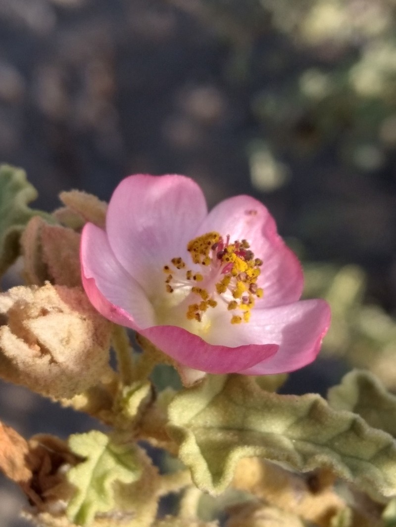 Sphaeralcea fulva photo 2