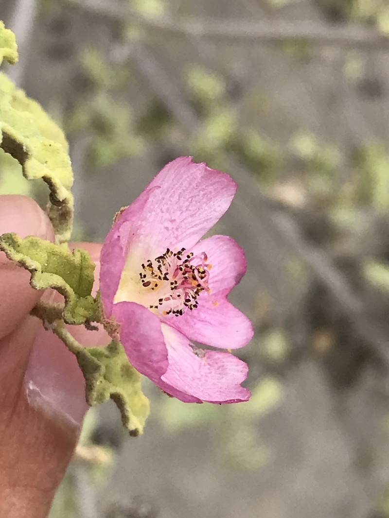 Sphaeralcea fulva photo 3